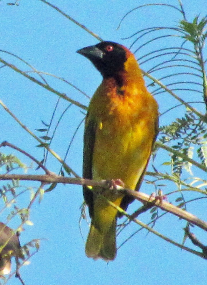 Tejedor Baglafecht - ML645791643