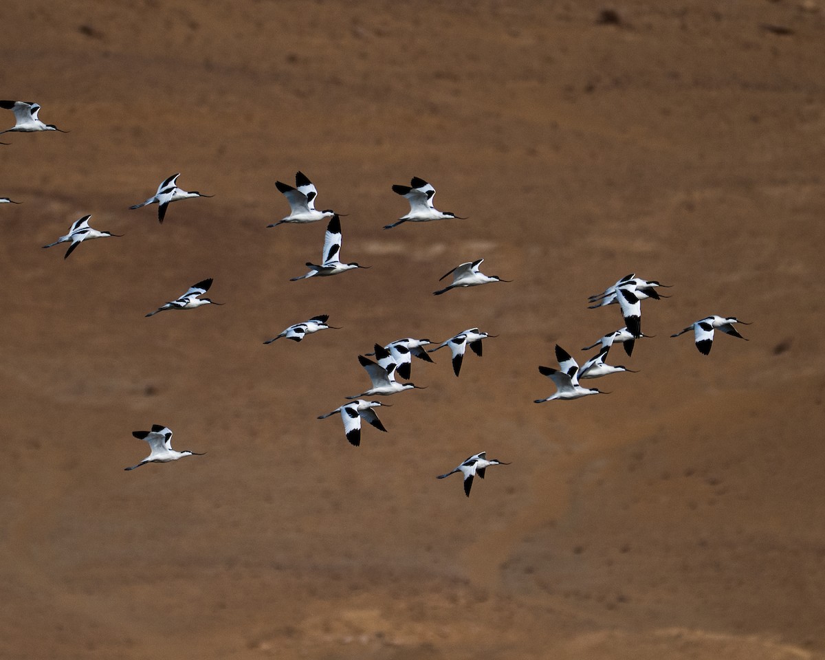 Avoceta Común - ML645791645