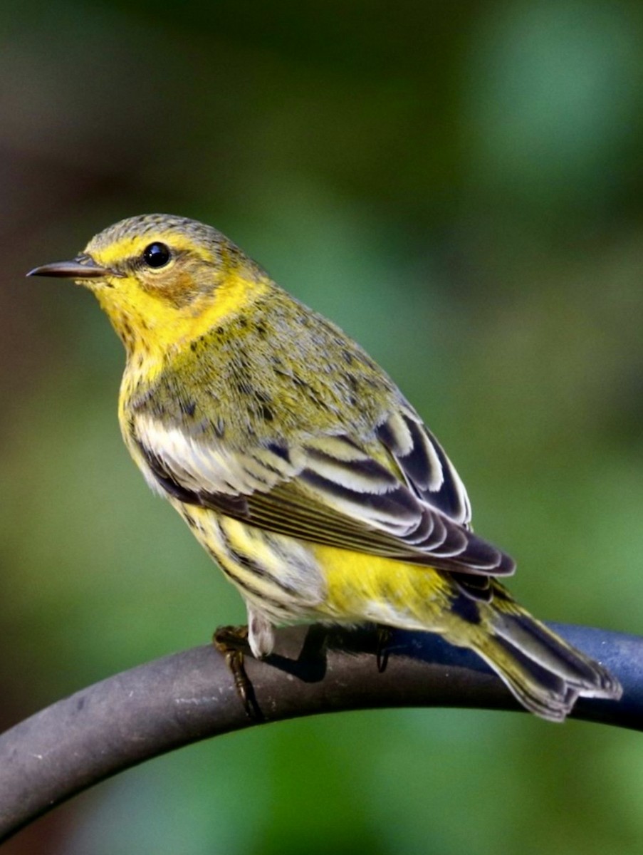Cape May Warbler - ML645791646