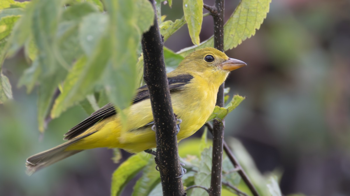 Scarlet Tanager - ML645791657