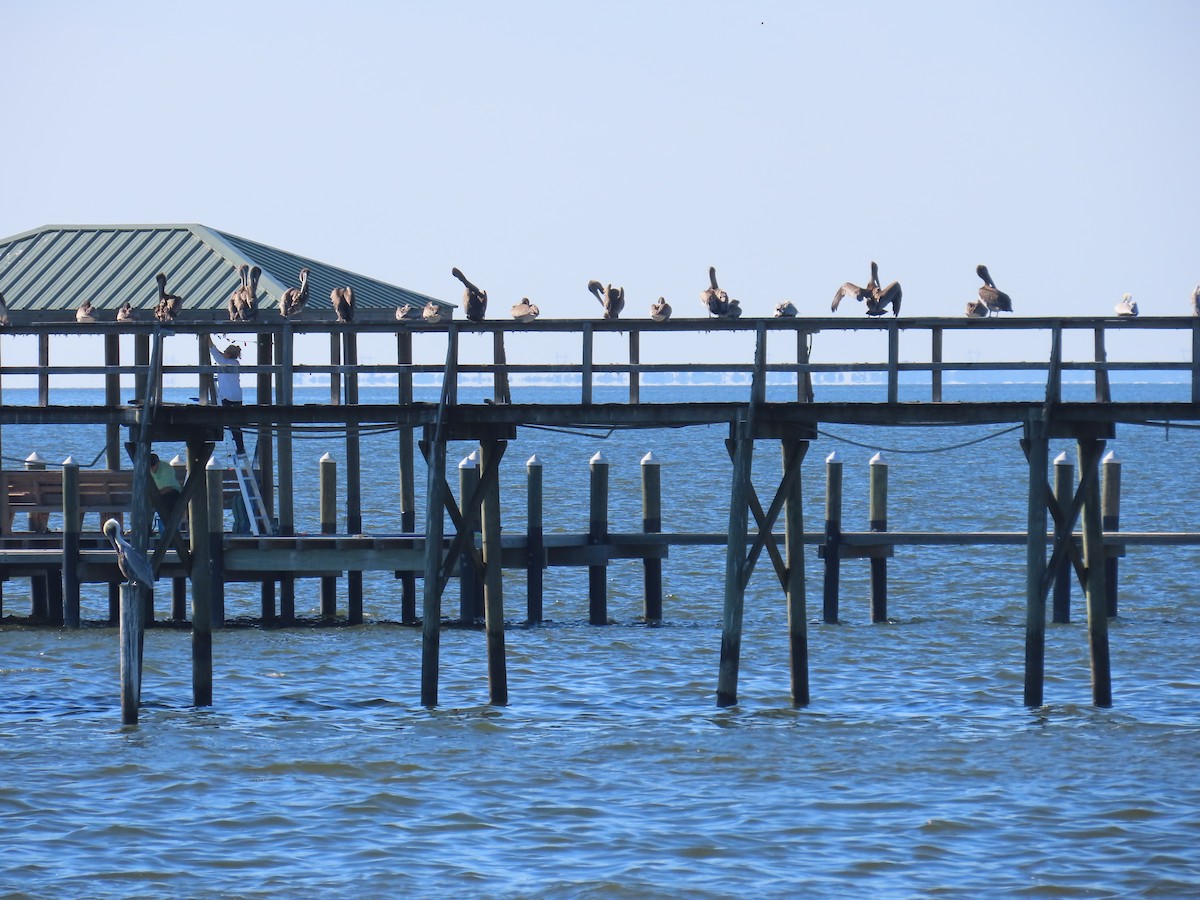Brown Pelican - ML645791662