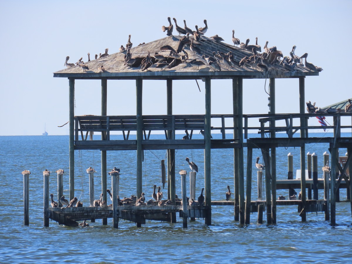 Brown Pelican - ML645791663