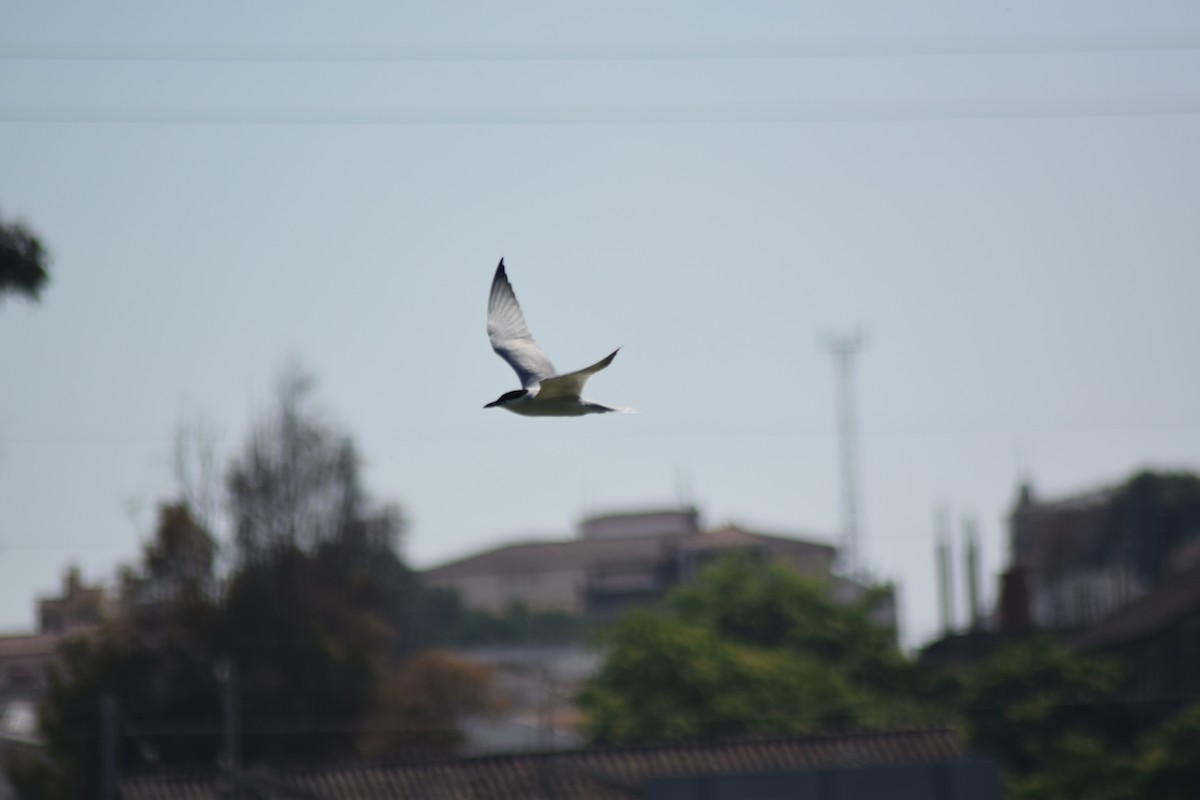 Gull-billed Tern - ML645791669