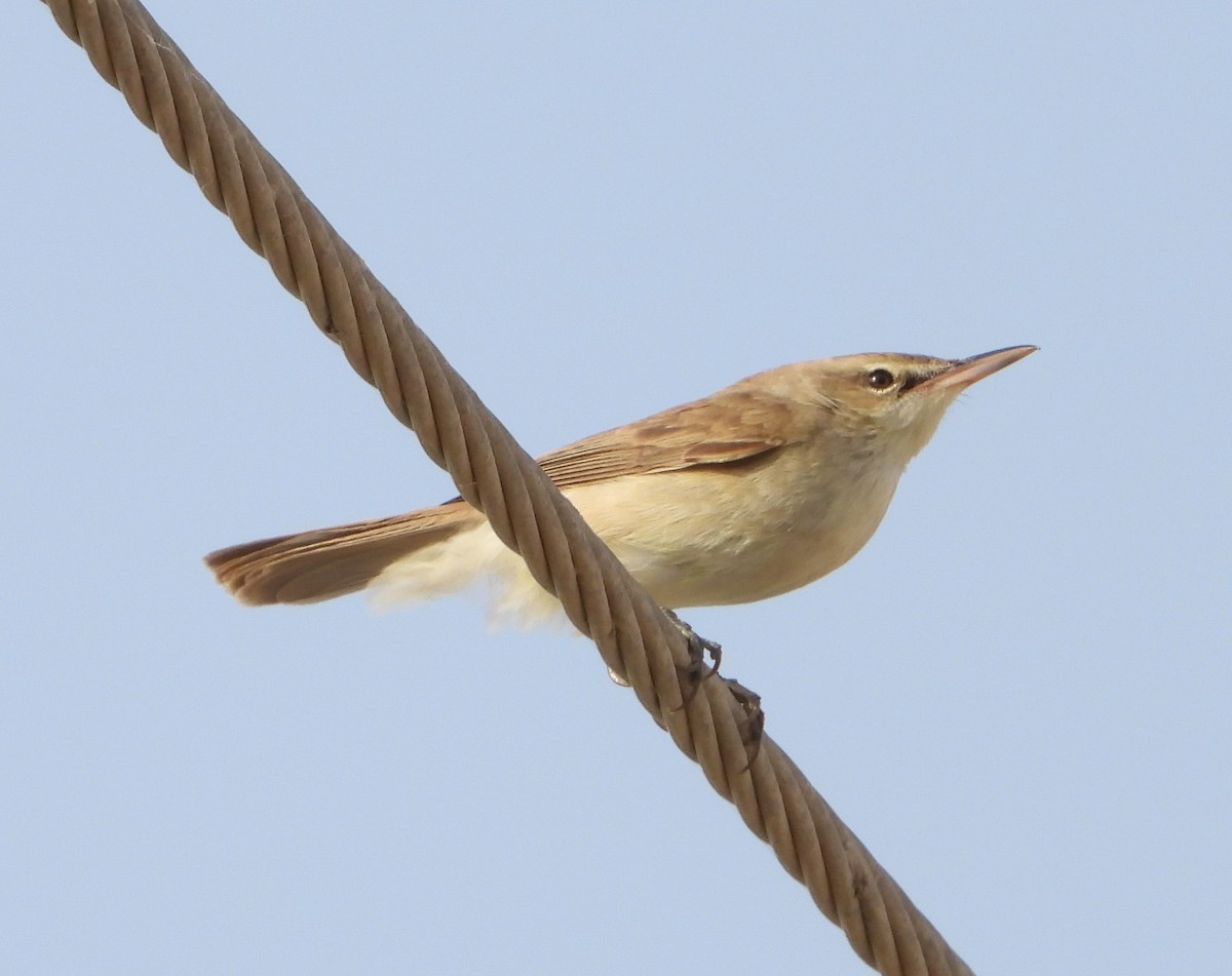 rákosník hlučnohlasý - ML645791686