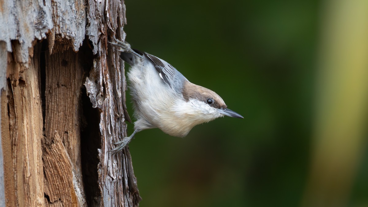 Sittelle à tête brune - ML645791688