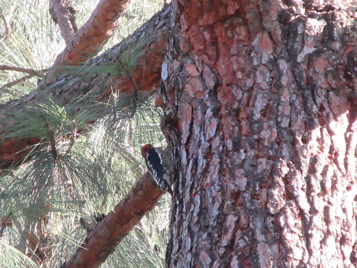 Red-breasted Sapsucker - ML645791690