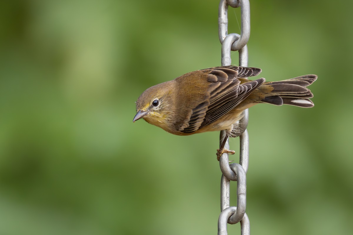 סבכון אורנים - ML645791696