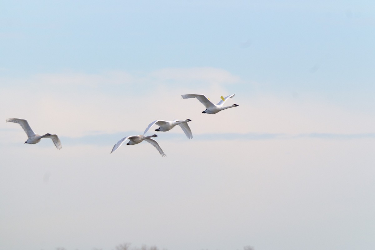 Trumpeter Swan - ML645791700