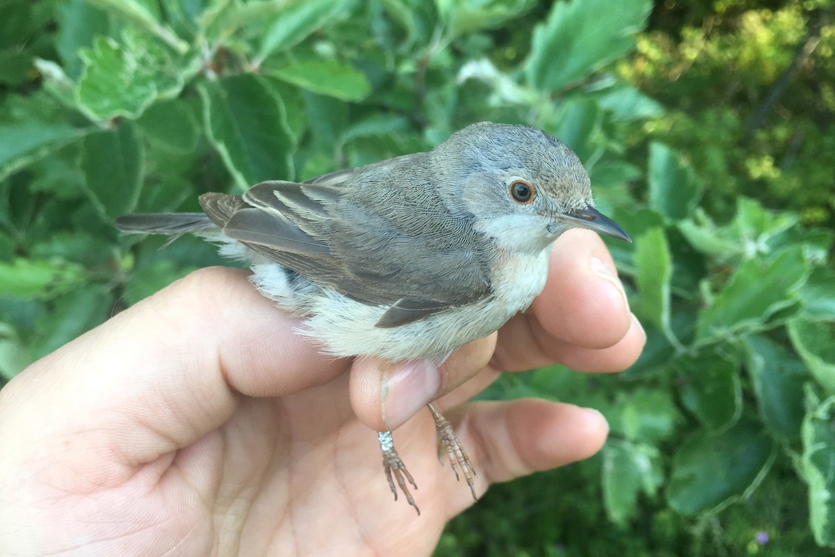 סבכי רונן - ML645791708