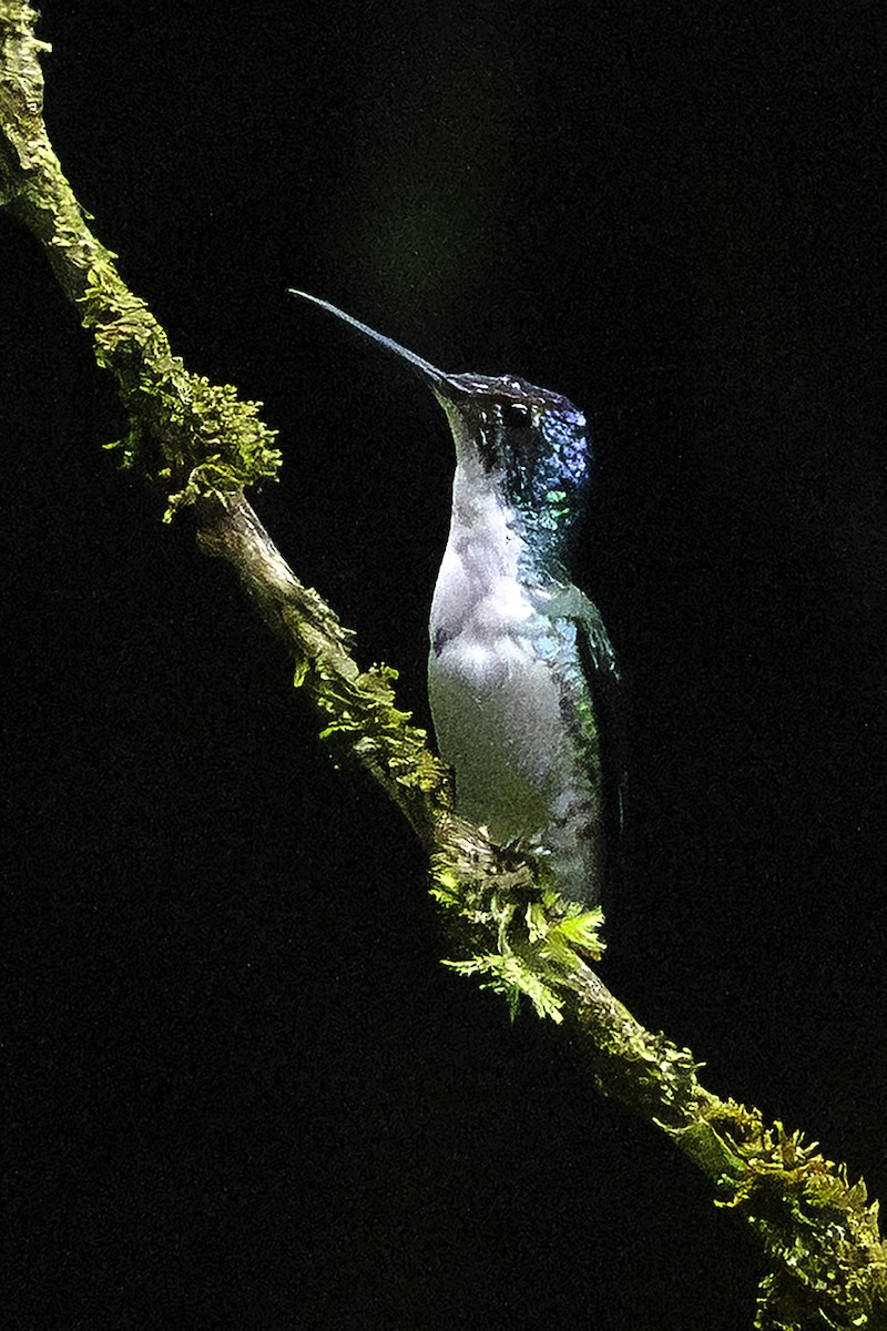 Andean Emerald - ML645791709