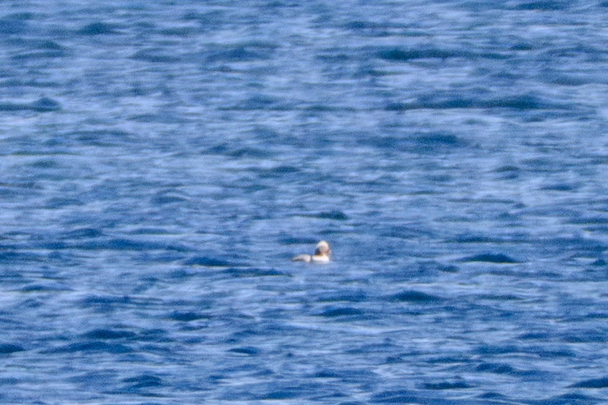 Long-tailed Duck - ML645791710