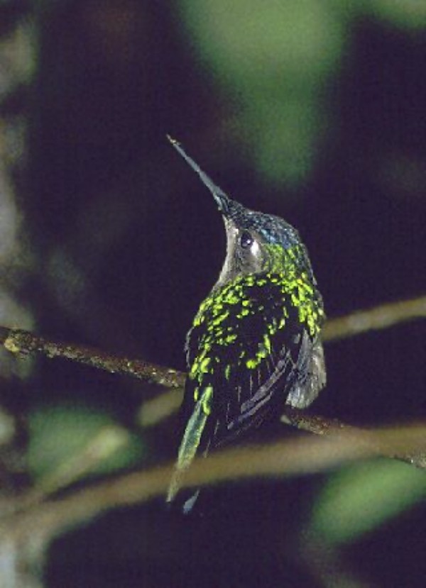 Wedge-tailed Sabrewing - ML645791713