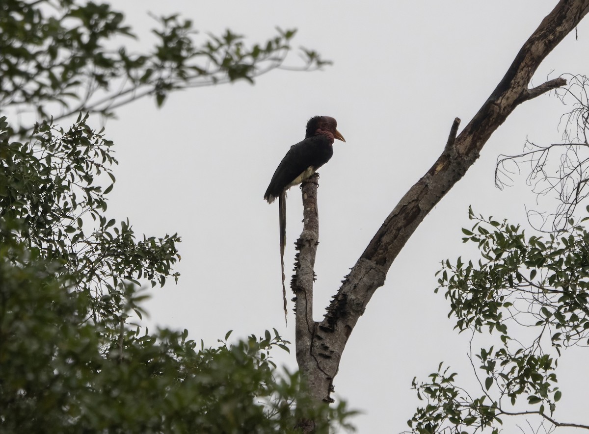 Helmeted Hornbill - ML645791717
