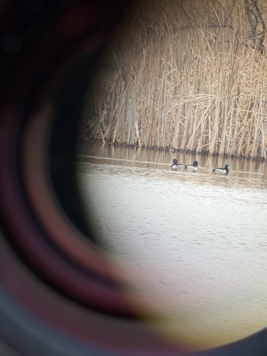Ring-necked Duck - ML645791718