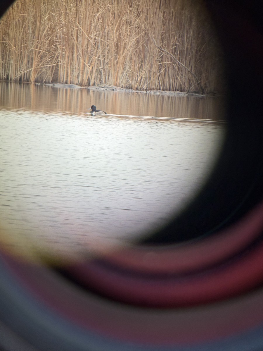 Ring-necked Duck - ML645791719