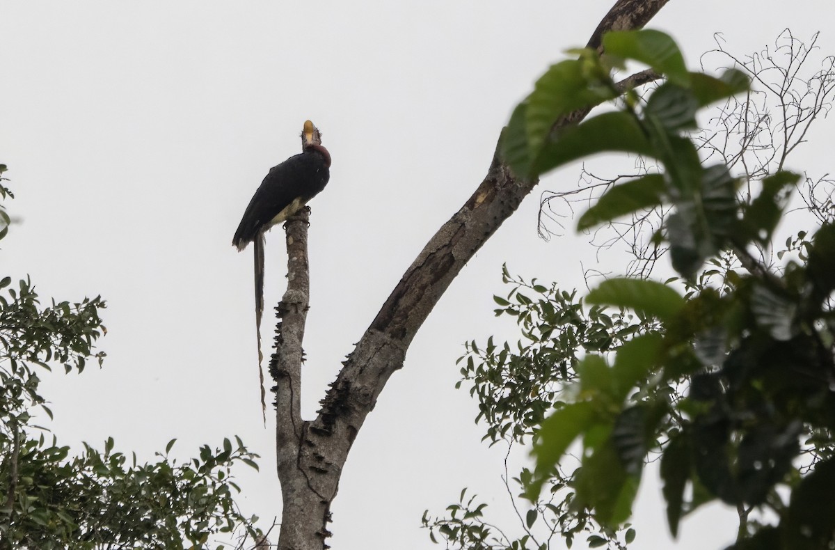 Helmeted Hornbill - ML645791721