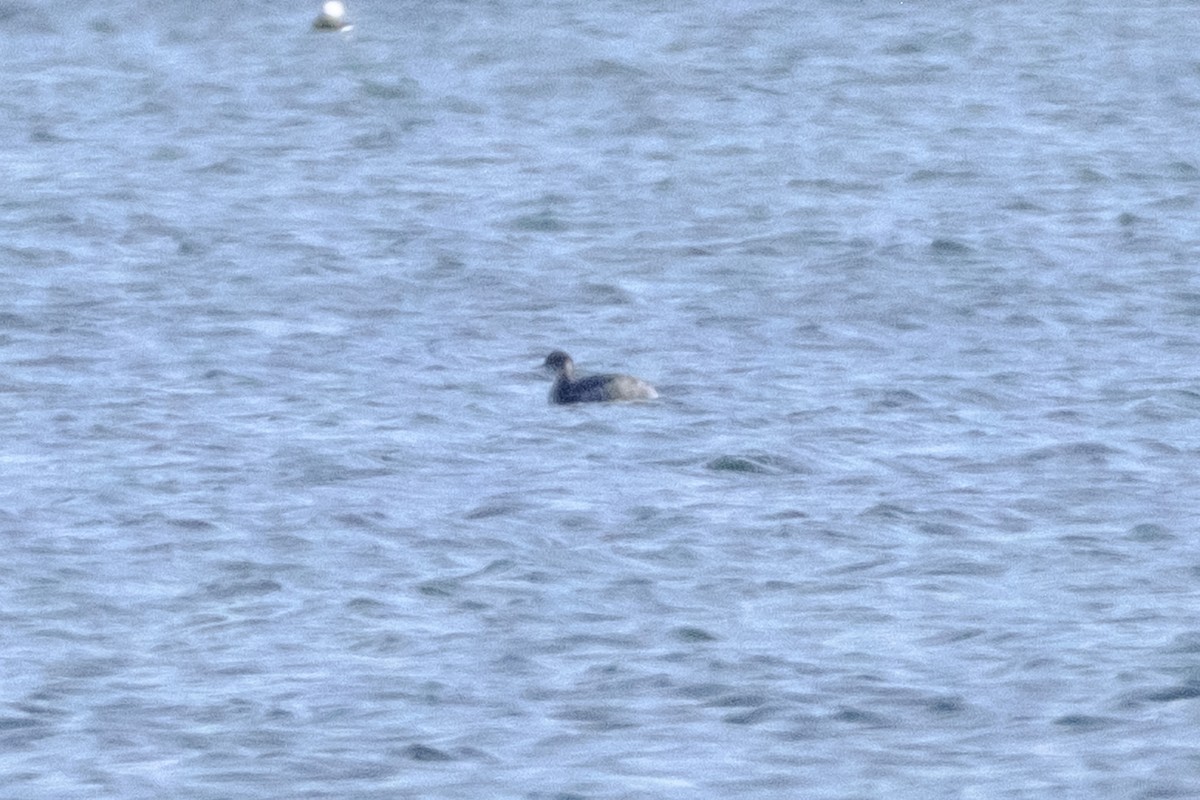 Eared Grebe - ML645791722