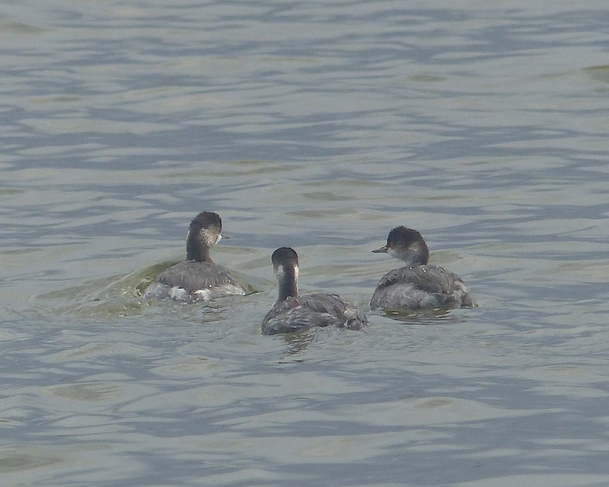 Eared Grebe - ML645791725