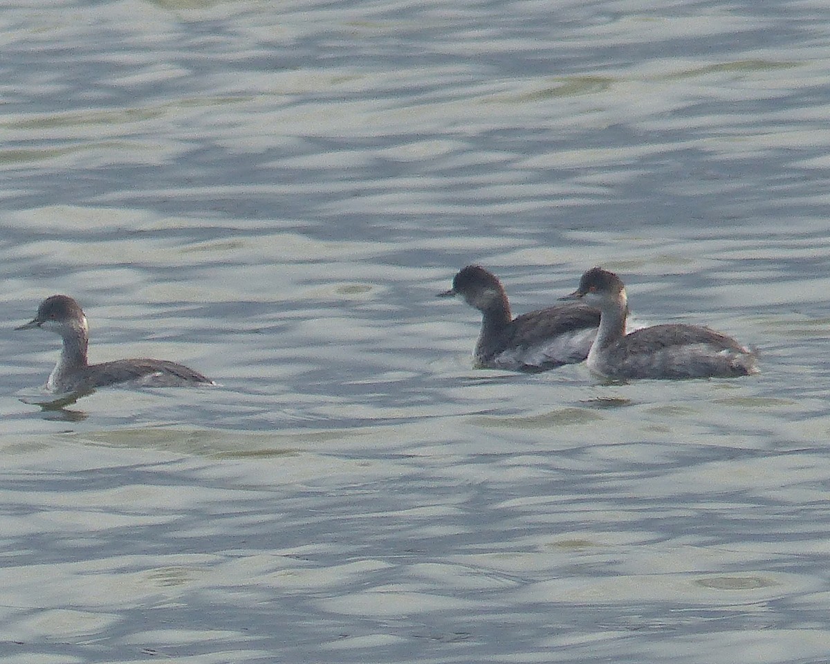Eared Grebe - ML645791729