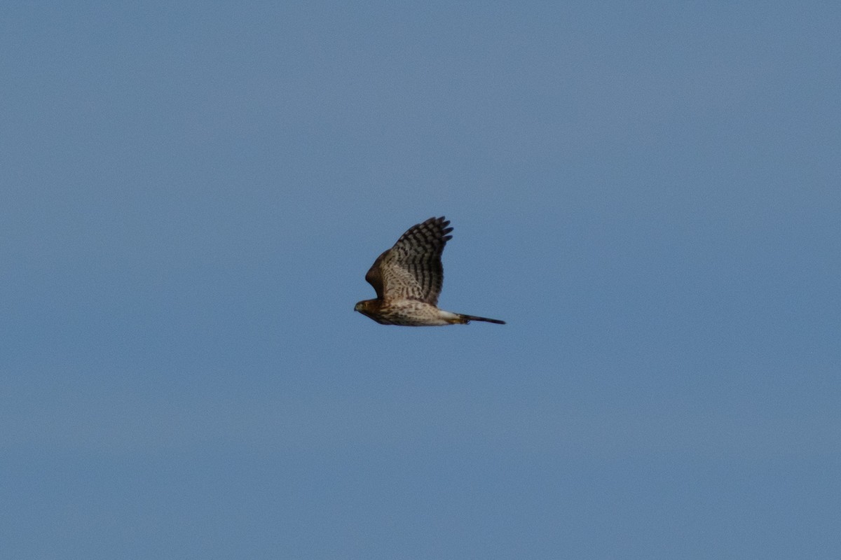 Cooper's Hawk - ML645791734