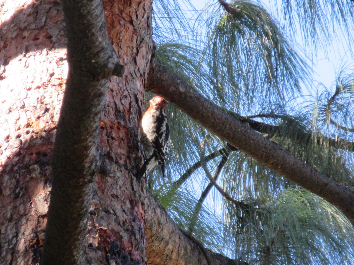 Red-breasted Sapsucker - ML645791735