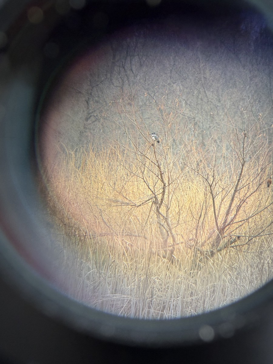 Belted Kingfisher - ML645791736