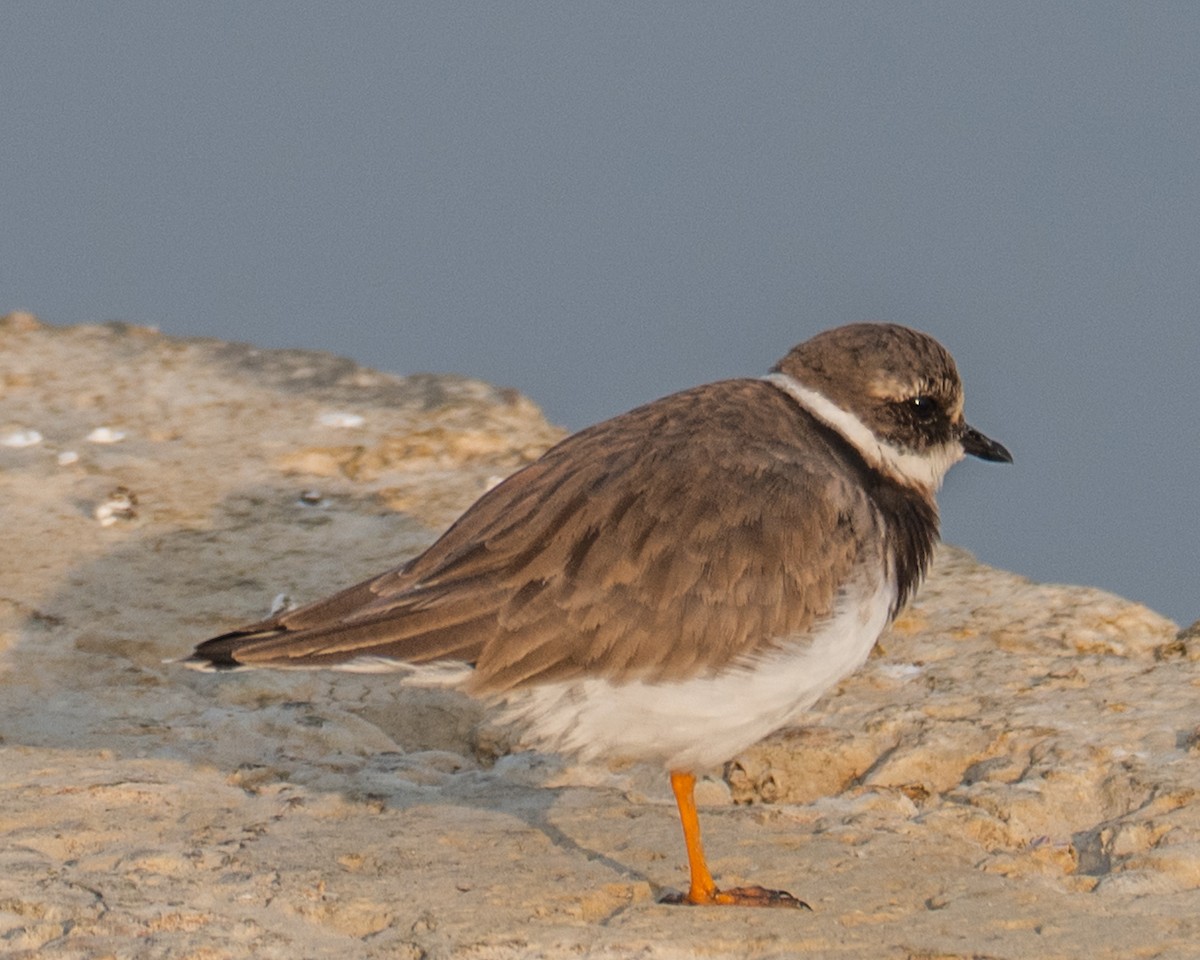 Chorlitejo Grande - ML645791739