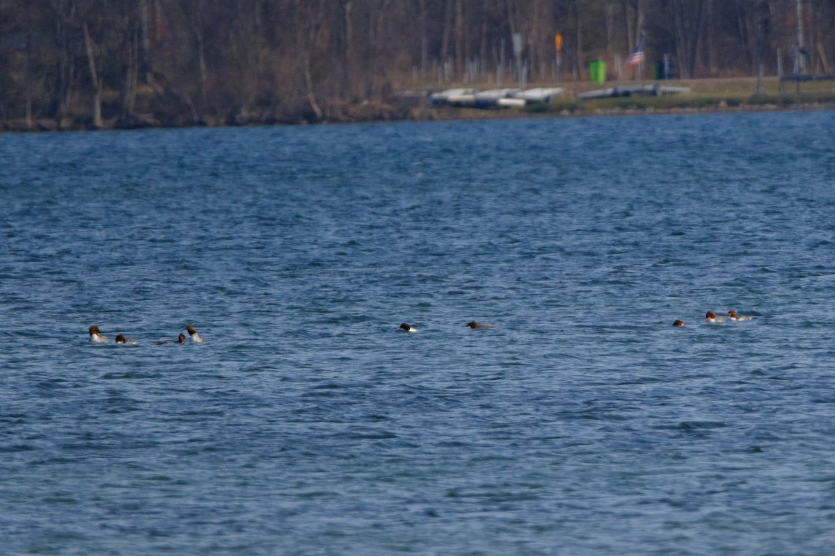 Common Merganser - ML645791750