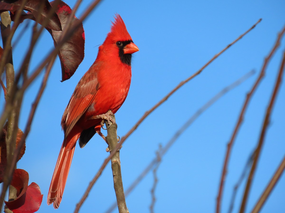 Northern Cardinal - ML645791753