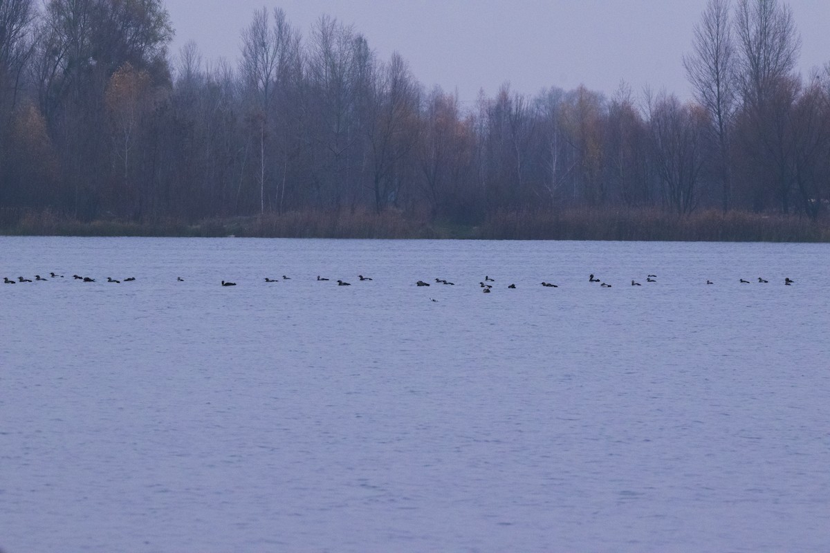 Arctic Loon - ML645791754