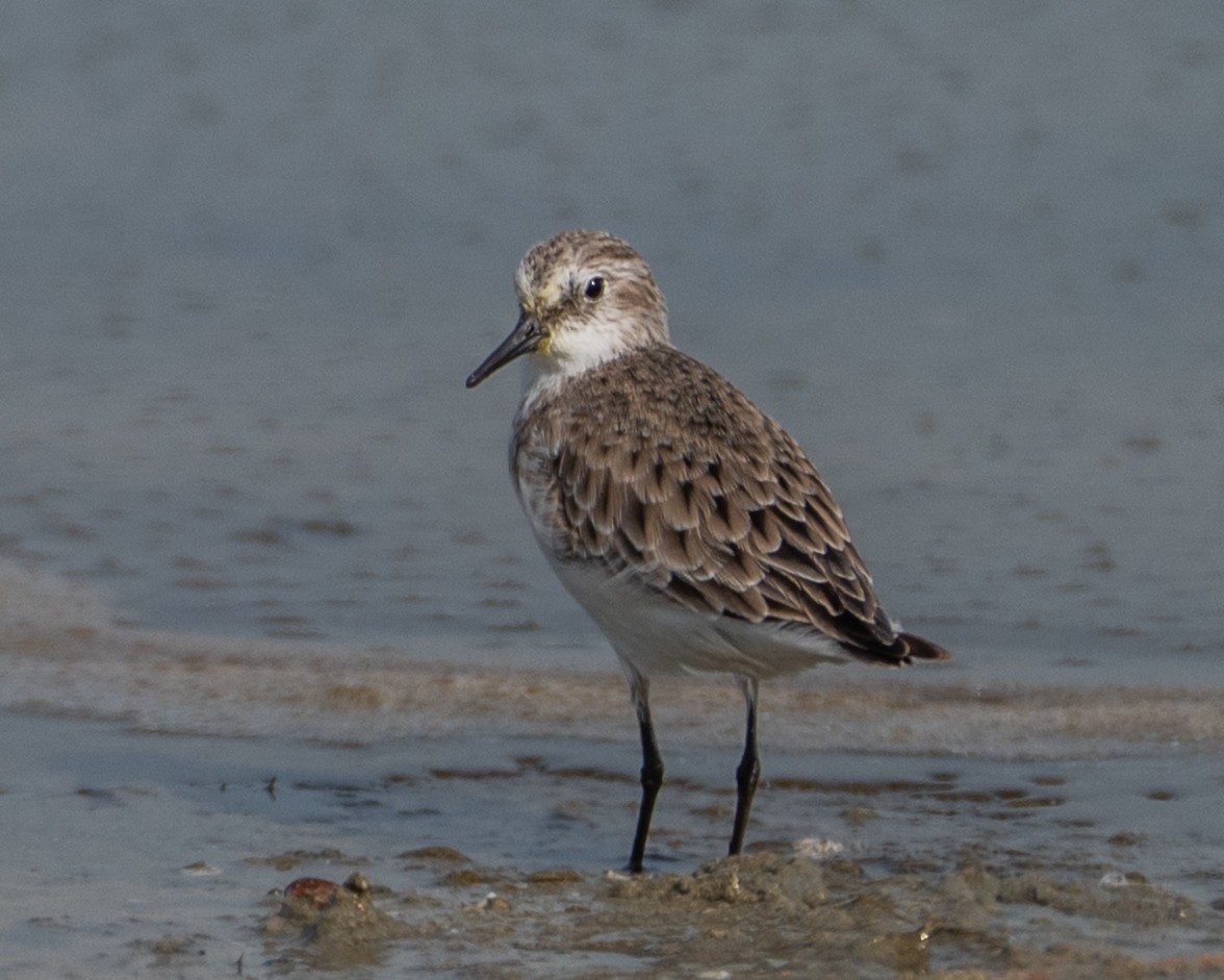 Little Stint - ML645791756