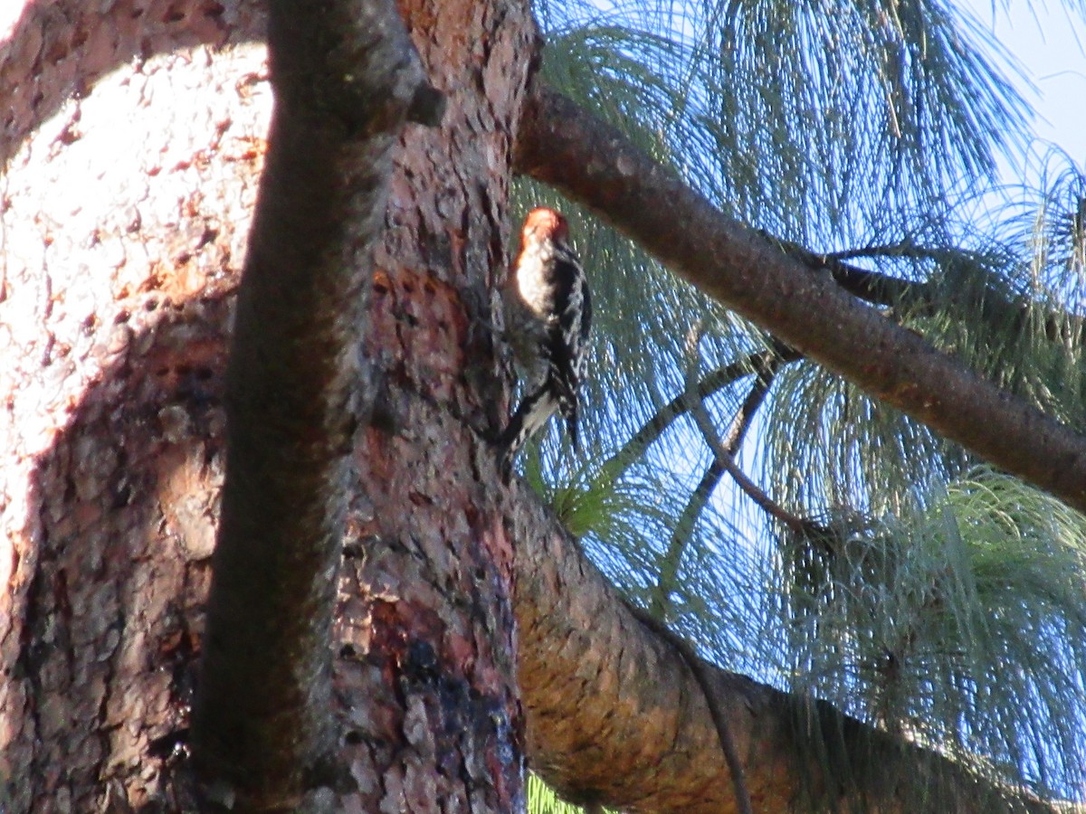 Red-breasted Sapsucker - ML645791758