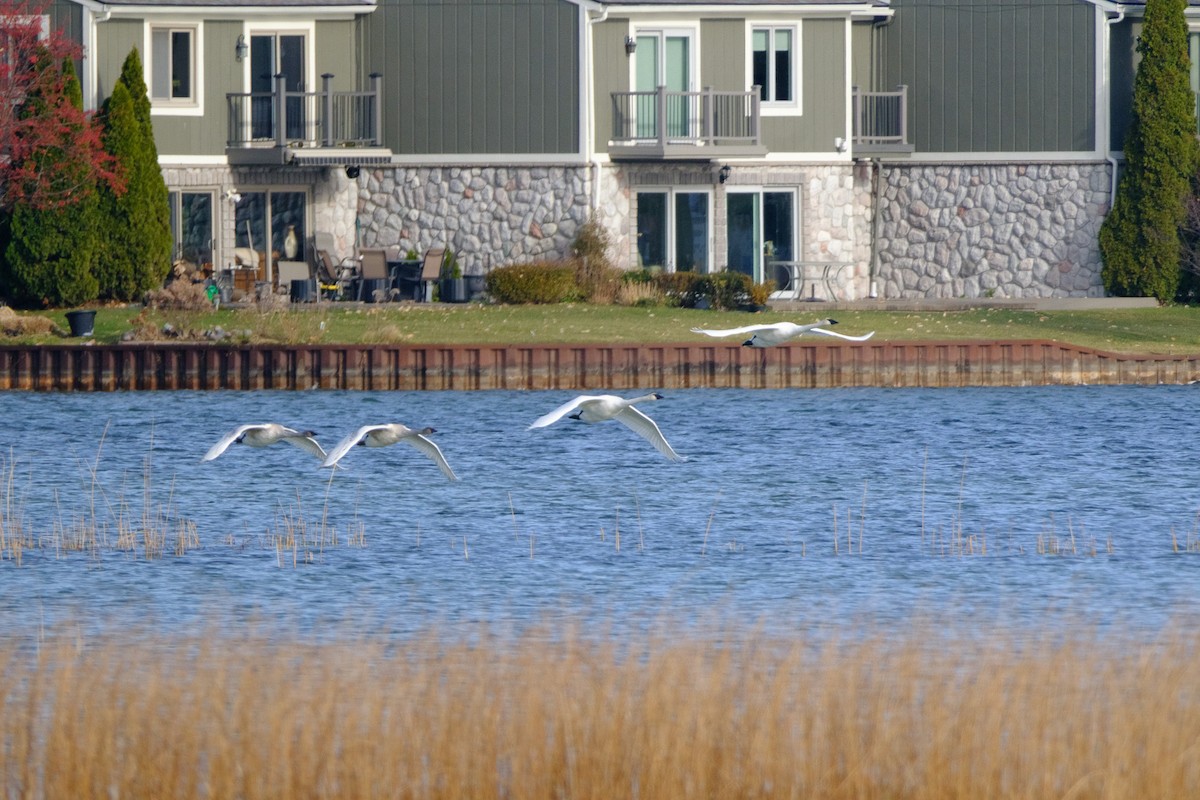 Trumpeter Swan - ML645791759