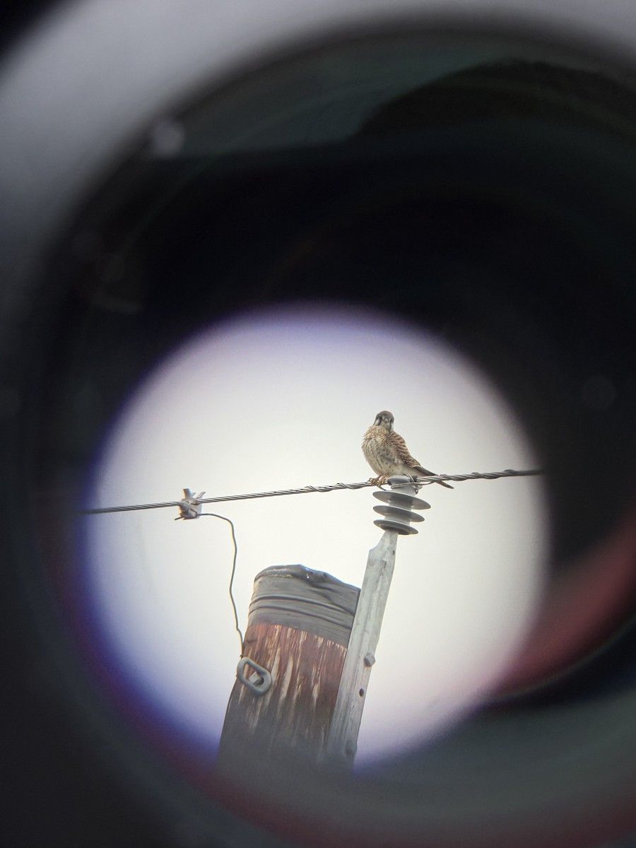 American Kestrel - ML645791760
