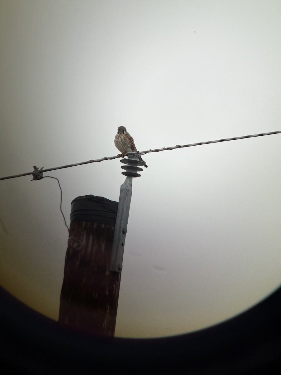 American Kestrel - ML645791761