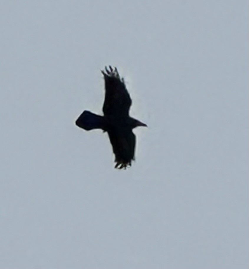 Common Raven - ML645791764
