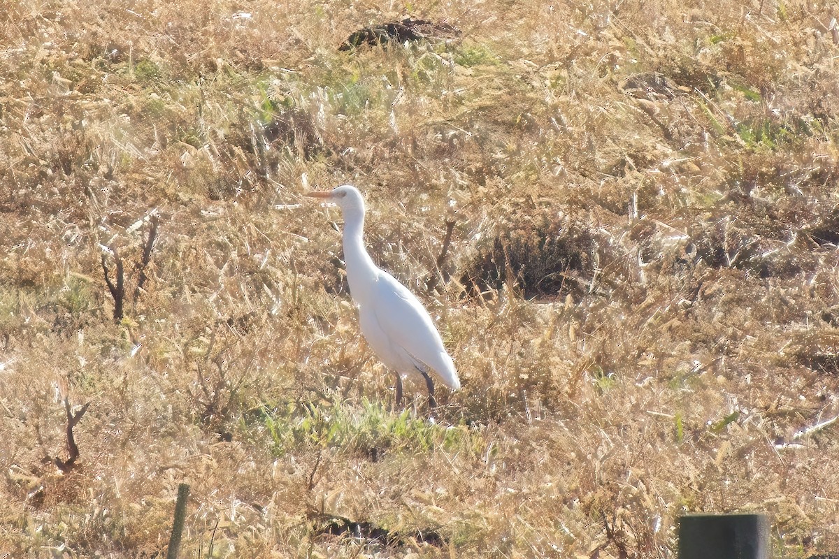 Western Cattle-Egret - ML645791770