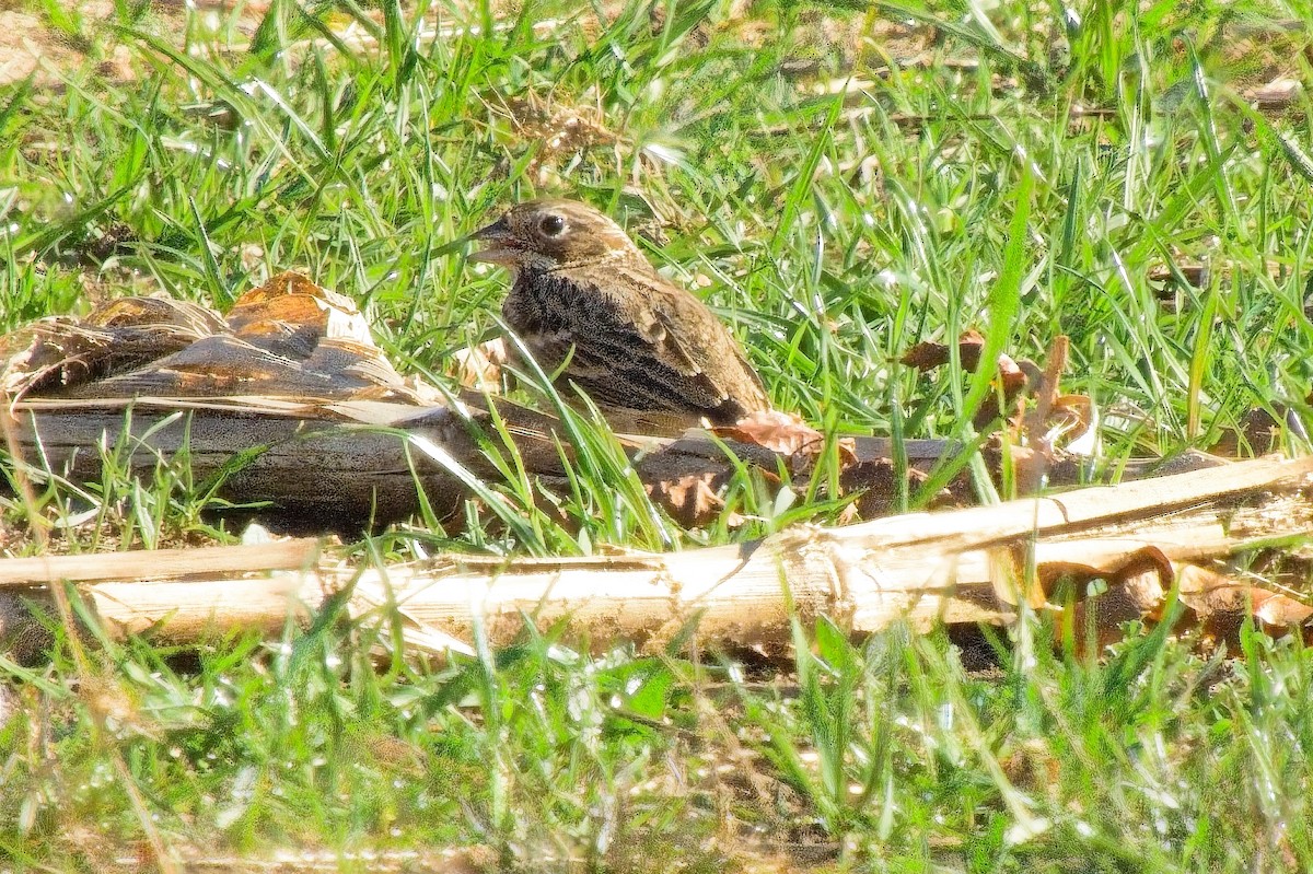 Vesper Sparrow - ML645791775