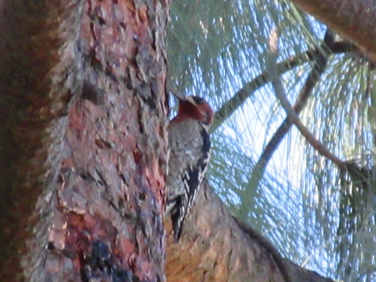 Red-breasted Sapsucker - ML645791777