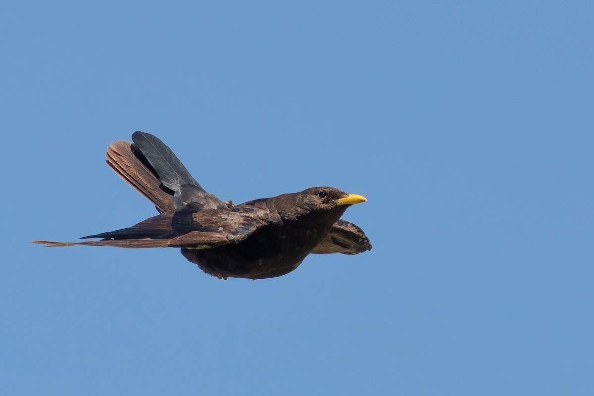 Yellow-billed Chough - ML645791786
