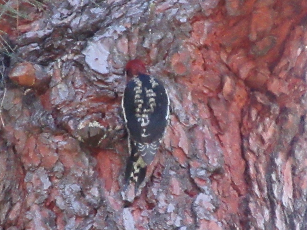 Red-breasted Sapsucker - ML645791813