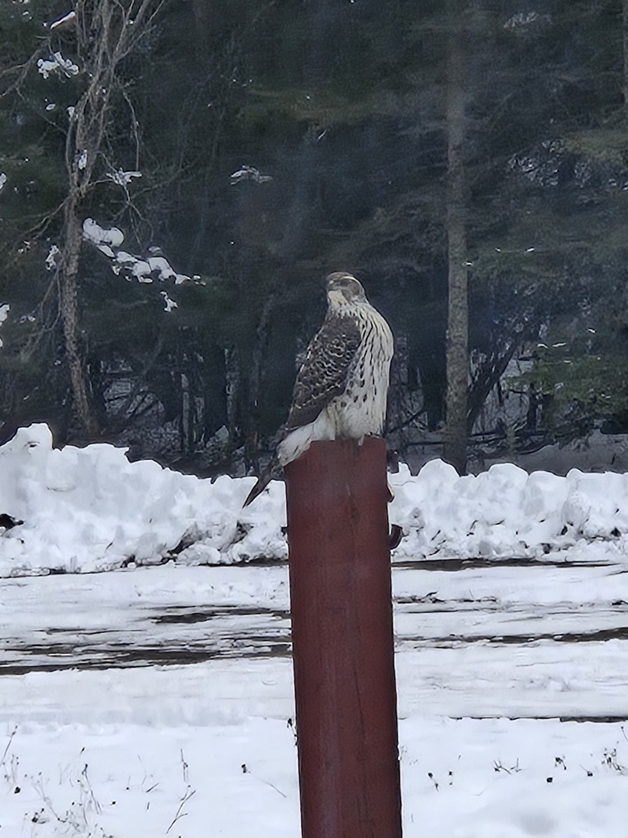 American Goshawk - ML645791819