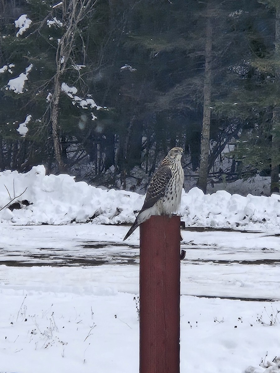 American Goshawk - ML645791828