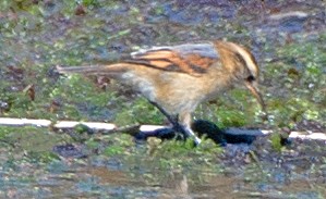 Junquero troglodyte - ML645791831