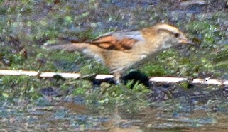 Junquero troglodyte - ML645791832