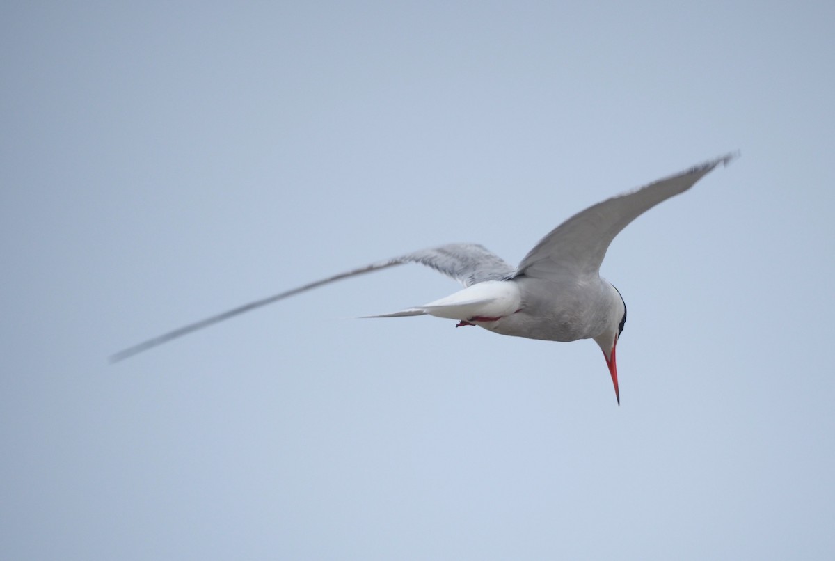 Common Tern - ML645791848