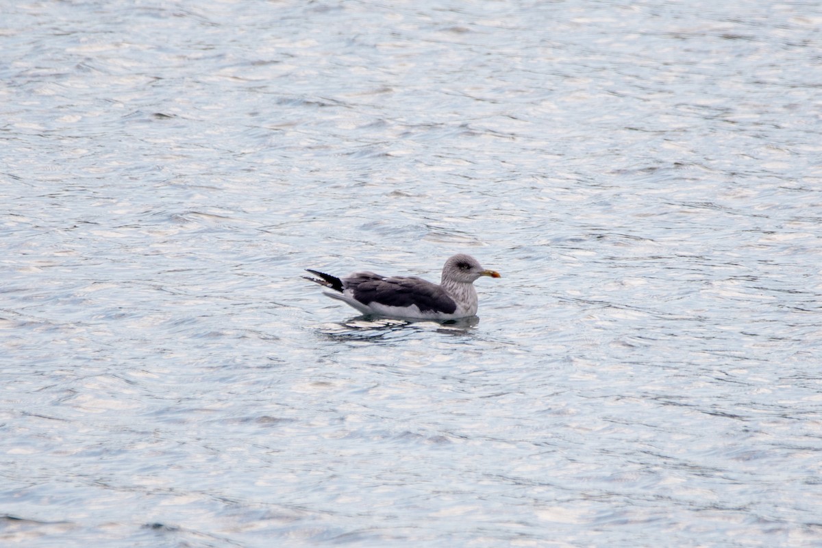 Lesser Black-backed Gull - ML645791849