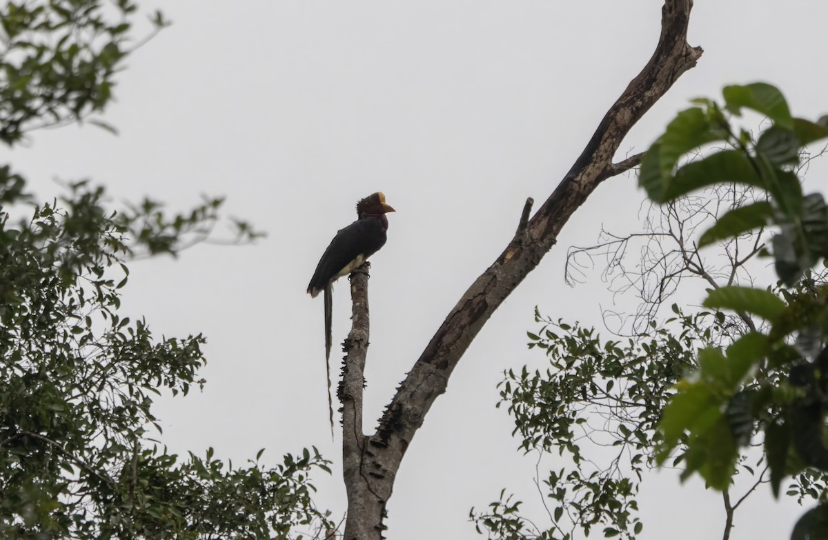 Helmeted Hornbill - ML645791870