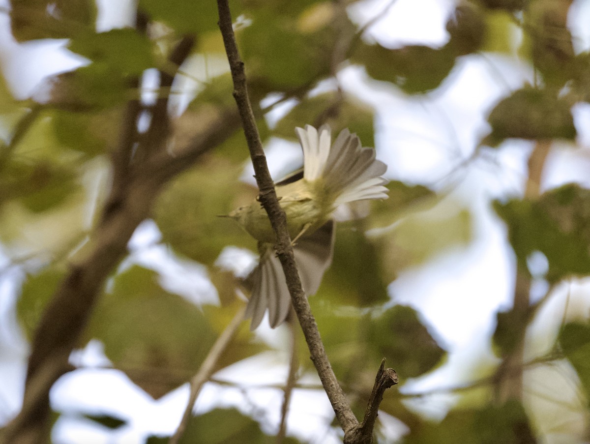 チャバネムシクイ - ML645791883