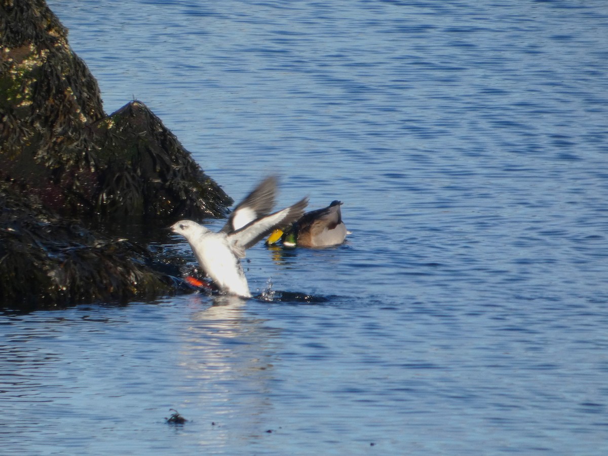 Black Guillemot - ML645791888